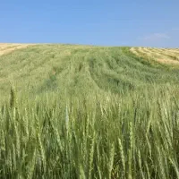 فروش ۲ هکتارزمین کشاورزی دیم