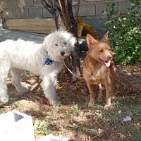 سگ پامر و شیتزو