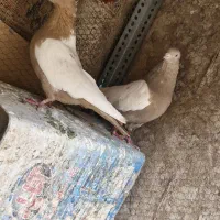 کبوتر سینه ای زرد|پرنده|مبارکه, |دیوار