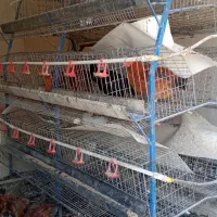 قفسه مرغ تخمگذاردر الشتر