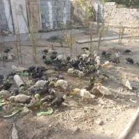 فروش اردک محلی