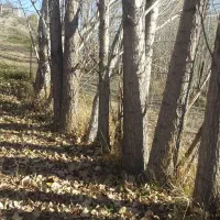 فروش صنوبر ۱۰تن به سفارش مشتری برش میزنیم|خدمات باغبانی و درختکاری|تهران, قصر فیروزه ۱|دیوار