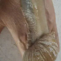 واگذاری حلزون بزرگ و مولد|خزنده|اصفهان, زیار|دیوار