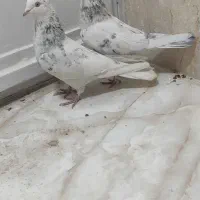 کبوتر غریب|پرنده|کوهدشت, |دیوار