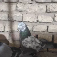 کبوتر پر زنگی|پرنده|بن, |دیوار