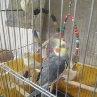 عروس|پرنده|تهران, فلاح|دیوار