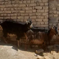 ۲ راس بز