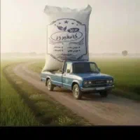 برنج کامفیروزی. نیم دانه