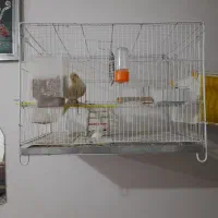 با سلام ی جفت عروس|پرنده|مشهد, شهرک مهرگان|دیوار