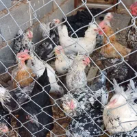 مرغ و خروس گلین|حیوانات مزرعه|جونقان, |دیوار