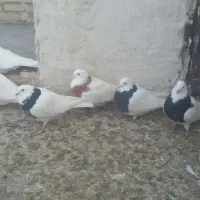 کبوتر|پرنده|سراب, |دیوار