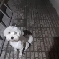 سگ خونگی گم شده|سگ|قدس, شهرقدس|دیوار