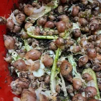 فروش حلزون خانگی با هر اندازه ای|خزنده|کرمان, |دیوار