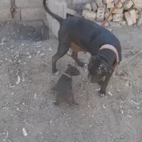 پیت بول پیتبول