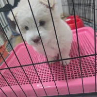 سگ نژاد مالتیز