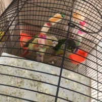 طوطی گیرینچیک