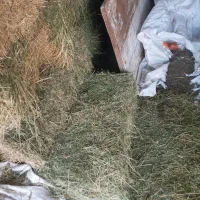 پرس یونجه|لوازم جانبی حیوانات|فیروزه, |دیوار