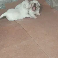 سگ پیکینیز امپریال اصیل|سگ|چابکسر, |دیوار