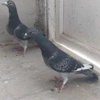 فروش چند جفت پلاکی درجه یک|پرنده|مرودشت, تامین اجتماعی|دیوار