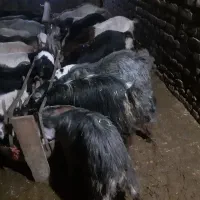 تعداد ۳۰ عدد بز