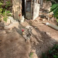 ۲عدد خروش گیلک