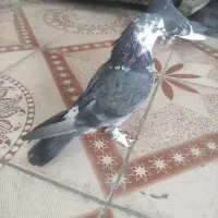 کبوتر پرشی به شرط