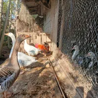 غاز|حیوانات مزرعه|کومله, |دیوار