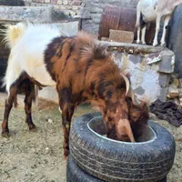 دبر