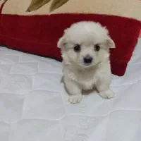 سگ پامرین خرسی