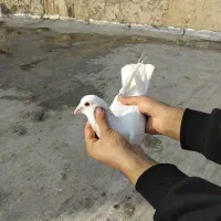 کفتر شهرستانی