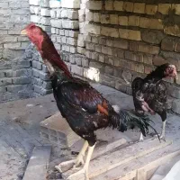 مرغ و خروس لاری نژاد افغان|حیوانات مزرعه|اصفهان, جاوان|دیوار