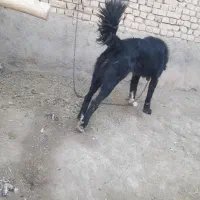 سلام واگذاری سگ نر گله ای قدردانی