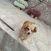 سگ پامر ماده