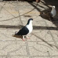 ساده سیاه خوشگل ماده