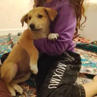 دو تا سگ توله نر و ماده|سگ|خرمشهر, |دیوار