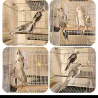 عروس هلندی دو کت البینو|پرنده|سبزوار, هویزه|دیوار