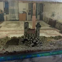 آکواریوم و ماهی