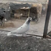 ۲عدد کبوتر تیپی ساعت بالا کله