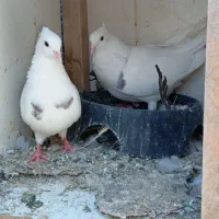 طوقی خال قدیم