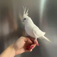 فروش ۲جوجه عروس هلندی نازوبازیگوش|پرنده|کرج, حصارک بالا|دیوار