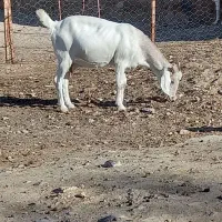 بز دورگ بزرگ پاکستانی