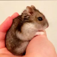 همستر کمپل و سوری