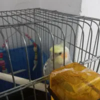 عروس هلندی سخنگو