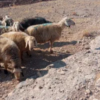 فروش میش بره دار و آبستن|حیوانات مزرعه|کازرون, |دیوار