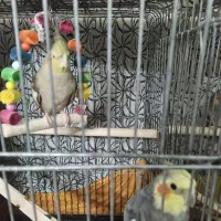 فروش عروس هلندی