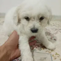 واگذاری سگ|سگ|مبارکه, |دیوار