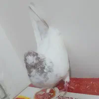 کبوتر قرمزی کوینح و کله ماستی اویناخ|پرنده|مراغه, |دیوار