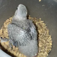 جوجه کاسکو|پرنده|ساری, |دیوار