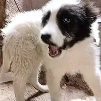 توله قدرجونی