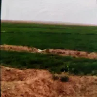 زمین کشاورزی2هکتار دارای کانال کشی آب روستاشیری|فروش زمین و ملک کلنگی|بهبهان, |دیوار